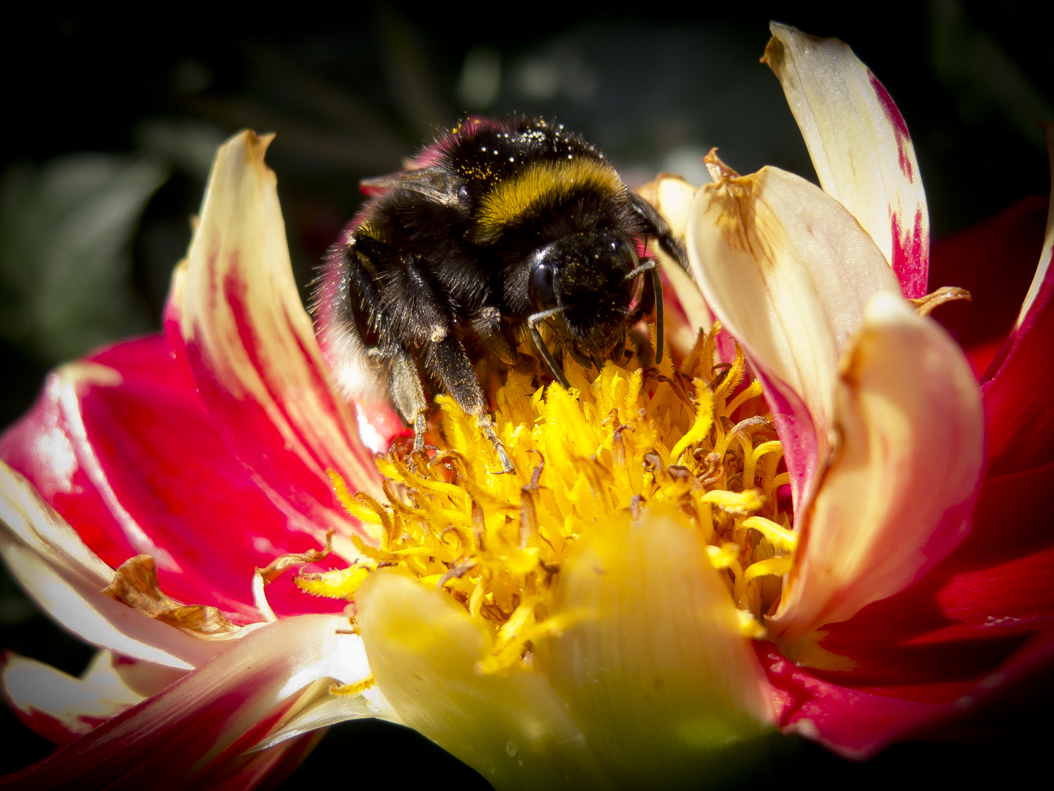 Hvad er på bier og hvepse? -